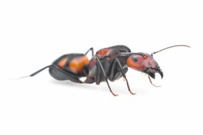 Camponotus Nicobarensis Krolowa