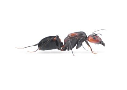 Camponotus Nicobarensis