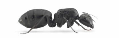 Camponotus-vagus-ant3d-1