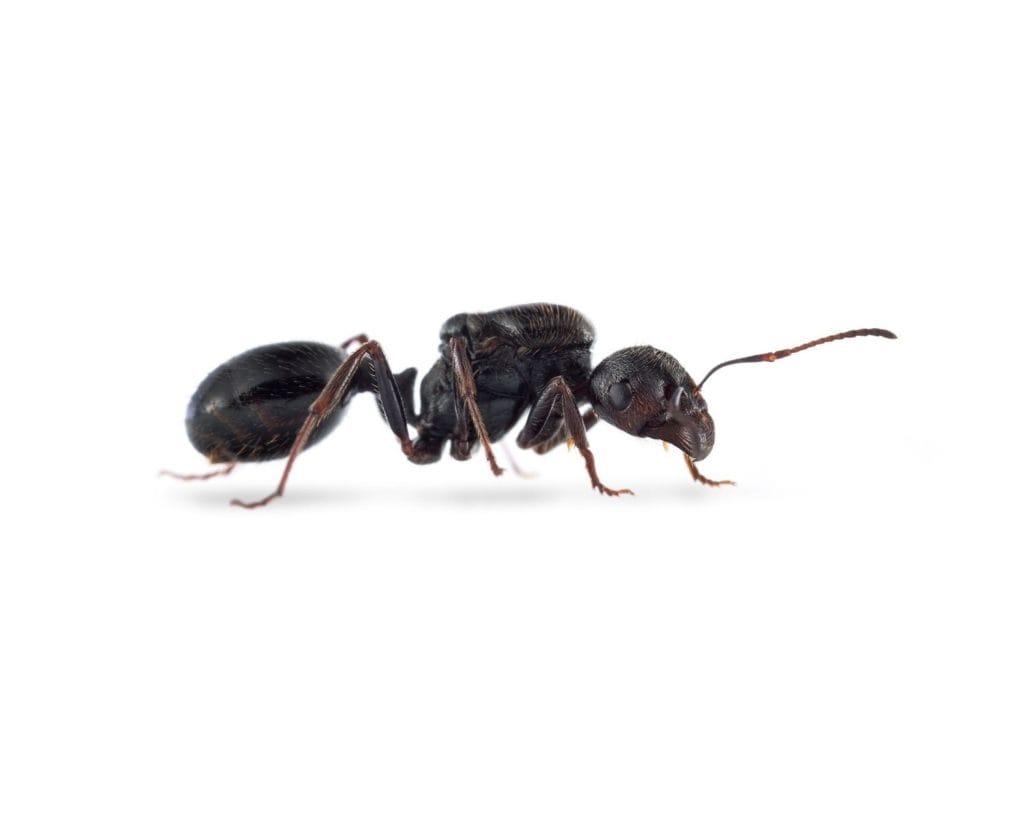 Messor Aciculatus Ant3d
