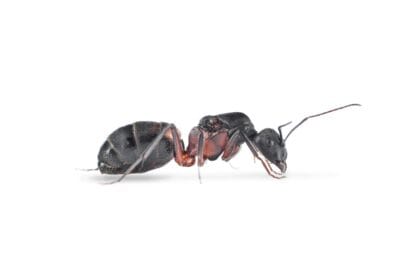 Camponotus cruentatus-ant3d