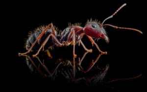 Camponotus Aethops 1