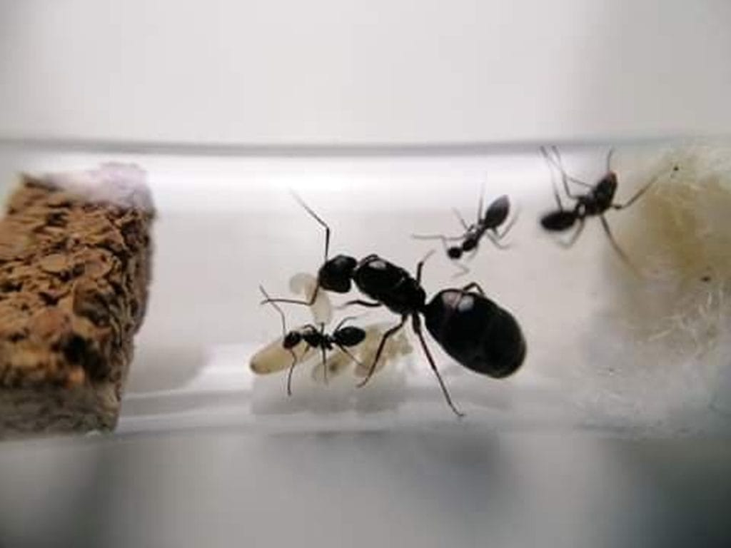Camponotus_aethiops_3