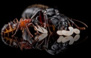 Camponotus Herculeanus Ant3d