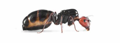 Camponotus Lateralis Ant3d 2
