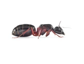 Camponotus Herculeanus Ant3d