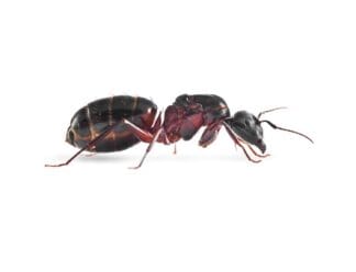 Camponotus Ligniperda Ant3d
