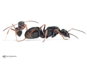 Formica Fusca Ant3d 22