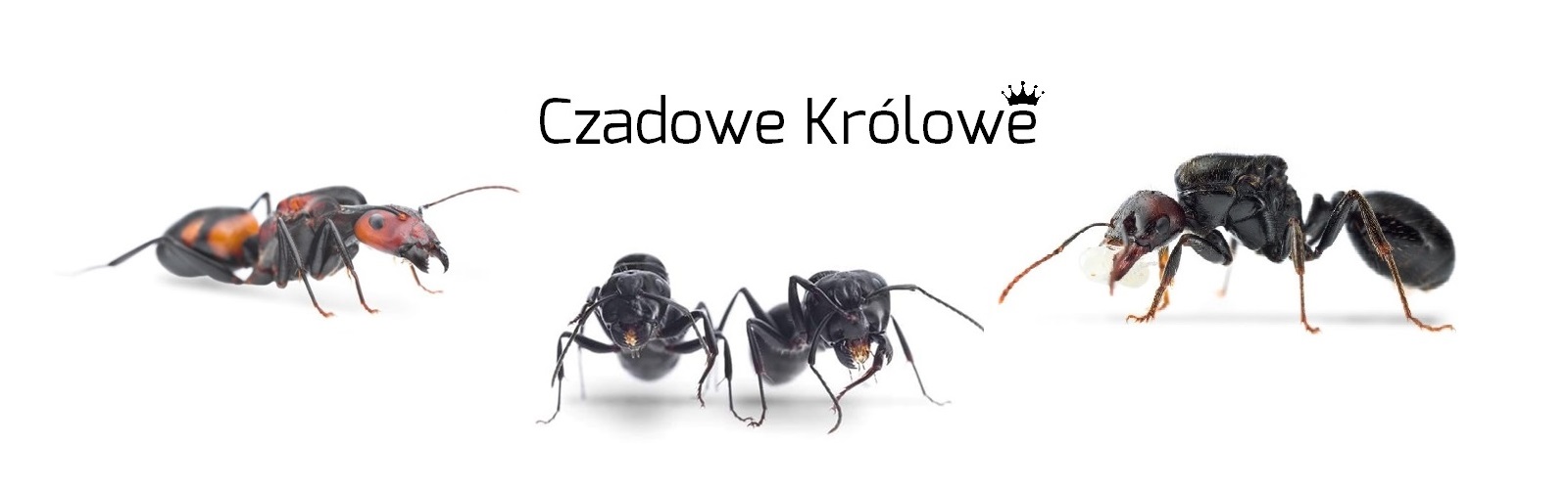mrowki-krolowe-ant3d-1600x600-jpg123
